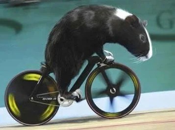  Small bike, or big Guinea Pig? 